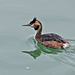 Haubentaucher (Podiceps cristatus)