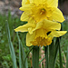 Oster- oder Aprilglocke (Narcissus pseudonarcissus)