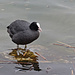 Blässhuhn (Fulica atra)