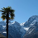 In Verdasio: Palme vor winterlichen Pizzo Ometto, Mottone, Val di Bordei, Gridone.