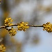 Herlitze-Blüten (Kornelkirsche, Gelber Hartriegel)