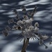 Eisblume / fiore di neve