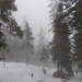 durch den Nebel fast schon stimmungsvolles Bild beim Aufstieg durch den Wald