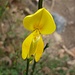 Il primo fiore di ginestra della stagione (Ginestra  dei carbonai o Cytisus scoparius)
