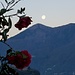 Vor der Abfahrt - Kamelien, Lago, Monte Giove und Mond
