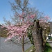 Es ist Frühling am Neckar!