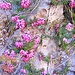 Calluna vulgaris (L.) Hull<br />Ericaceae<br /><br />Brugo.<br />Callune.<br />Besenheide.