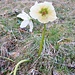 Helleborus niger L.<br />Ranunculaceae<br /><br />Elleboro bianco.<br />Rose de Noel.<br />Christrose.