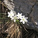 Hepatica nobilis Schreb.<br />Ranunculaceae<br /><br />Erba trinità. (varietà a fiori bianchi)<br />Hépatique à trois lobes.<br />Leberblümchen. 