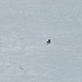 Mentre salgo vedo questo uccellino e penso che probabilmente si sta prendendo gioco di noi: noi goffamente affondiamo nella neve fresca ... lui, quasi in posa, ci dimostra come ci si può muovere leggiadri ...