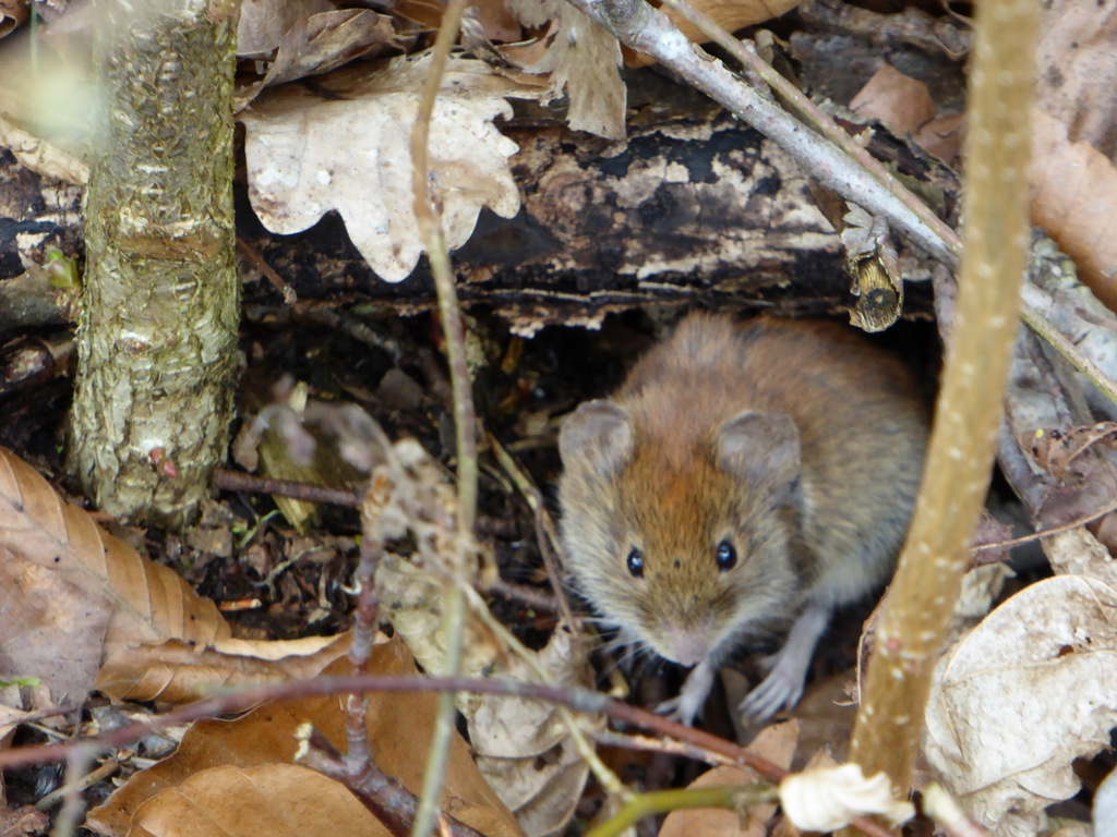 Verängstigte Maus im Laub Fotos Verängstigte Maus im Laub Fotos