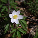 Buschwindröschen (Anemone nemorosa): Der Frühling ist da!