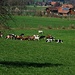 Auch die Kühe dürfen wieder auf die Weide
