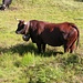 Eindrückliche Ehringer Kuh, noch hinter dem Zaun...
