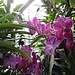 Als Special gibt es eine Orchideenausstellung