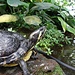 mit freilaufenden Schildkröten