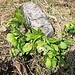 Helleborus viridis L.<br />Ranunculaceae<br /><br />Elleboro verde.<br />Hellébore verte.<br />Grüne Nieswurz.