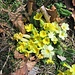 Primula acaulis (L.) L.<br />Primulaceae<br /><br />Primula comune.<br />Primevére acaule.<br />Stängellose Schlüsselblume.