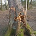 abgebrochener Baum nahe Buchenhain, seine Krone hängt nur noch an seinem Nachbarn-ein Sicherheitsrisiko direkt am Wanderweg,