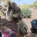 Orangenschalen - ein Leckerli für unsere Kamele