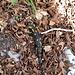 bella salamandra sul sentiero per Scudellate