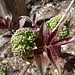 junge Holderblätter und -blüten