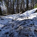oben im Wald halten sich noch ein paar Schneereste. 