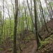 Schöner Waldaufstieg im leuchtenden Grün des Buchenwaldes