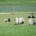 Wuchtige Schafe