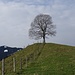 Annäherung an einen prächtigen Baum, welcher sich auch [http://www.hikr.org/gallery/photo1646365.html?post_id=89494#1 winterlich] dekorativ zeigt, ...