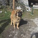 Clea, la simpatica "cucciola" dell'Alpe.
