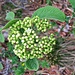 Viburnum lantana L.<br />Adoxaceae<br /><br />Viburno lantana.<br />Viorne lantane.<br />Wolliger Schneeball.