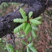 Quercus petraea Liebl.<br />Fagaceae<br /><br />Rovere.<br />Chêne sessile.<br />Trauben-Eiche.