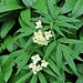 Cardamine heptaphylla (Vill:) O.E.Schulz<br />Brassicaceae<br /><br />Dentaria pennata.<br />Dentaire à sept folioles.<br />Fiederblättrige Zahnwurz.