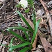 Leucojum vernum L.<br />Amaryllidaceae<br /><br />Campanelle comuni, Campanellini, Falso bucaneve.<br />Nivéole du printemps.<br />Marzengloeckchen.