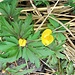 Ranunculus acris subsp.friesanus (Jord:) Syme<br />Ranunculaceae<br /><br />Ranuncolo di Fries.<br />Renoncule de Fries.<br />Scharfer Hahnenfuss.