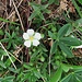 Potentilla alba L.<br />Rosaceae<br /><br />Cinquefoglie bianca.<br />Potentille blanche.<br />Weisses Fingerkraut.