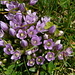 Genziana germanica (Gentianella germanica) - 5 petali