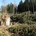 Chaos im Wald, ein Gruß vom Sturmtief "Niklas"