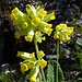 und auch heute erfreuen uns, wie vor vier Jahren, [http://www.hikr.org/gallery/photo474765.html?post_id=34123#1 diese Blümchen]