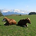 Gepflegte Kühe an bester Aussichtslage