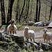 Neugierige Schafe "nel bosco"