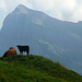 Familienidylle auf der Alp Lochstafel I