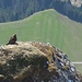 Ein Adler ruht sich im Gipfelbereich der Gaicht aus. Gleich wird er abheben, was für ein majestätisches Wesen...!