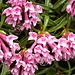 Rhododendron oder Alpenrosen...