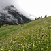 Viele Blumen und Wolkenvorhang fällt ins Fundaisbach am Ende des Tour...