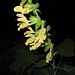 Der eigentlich recht seltene Klebrige Salbei (Salvia glutinosa) kommt zwischen Hammersbach und dem Höllental massenhaft vor