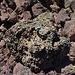 Lava, in einer von tausend Varianten