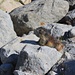 Das Alpenmurmeltier (Marmota marmota), ein lustiger Geselle!