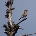 Ein hübscher Vogel sang ganz für uns allein ein Ständchen. Ein Buchfink. Vielen Dank [u mamiestho] und [u Kopfsalat] für die interessanten Anmerkungen.